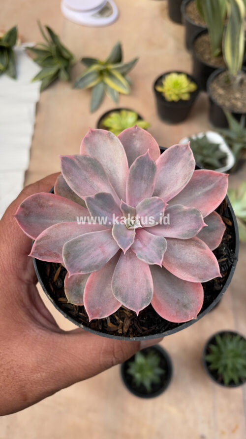 Echeveria Perle Von Numberg Mutation, real gallery image #12 plants. Picture taken directly from kaktus.id community Echeveria farmer green houses.