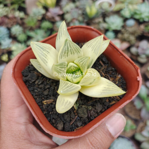 Haworthia Retusa Aurea Variegated, real gallery image #7 plants. Picture taken directly from kaktus.id community Haworthia farmer green houses.
