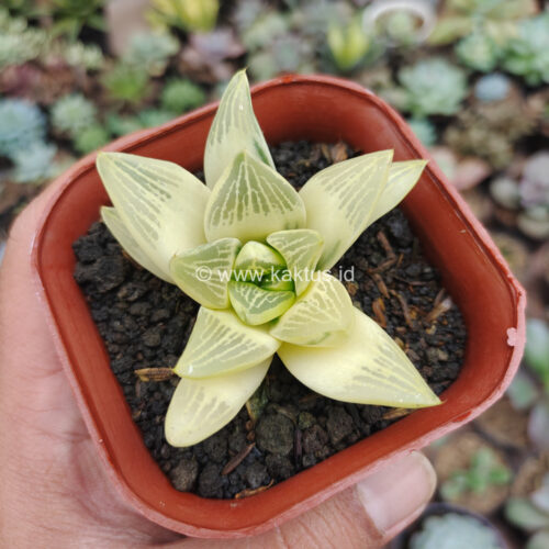 Haworthia Retusa Aurea Variegated, real gallery image #8 plants. Picture taken directly from kaktus.id community Haworthia farmer green houses.