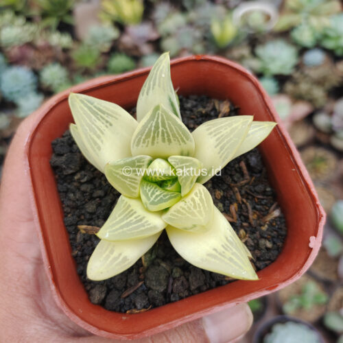 Haworthia Retusa Aurea Variegated, real gallery image #9 plants. Picture taken directly from kaktus.id community Haworthia farmer green houses.
