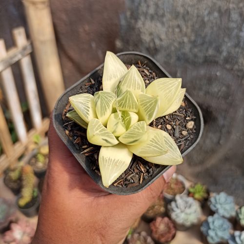 Haworthia Retusa Aurea Variegated, real gallery image #4 plants. Picture taken directly from kaktus.id community Haworthia farmer green houses.
