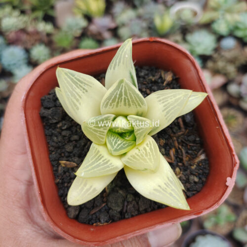 Haworthia Retusa Aurea Variegated, real gallery image #10 plants. Picture taken directly from kaktus.id community Haworthia farmer green houses.