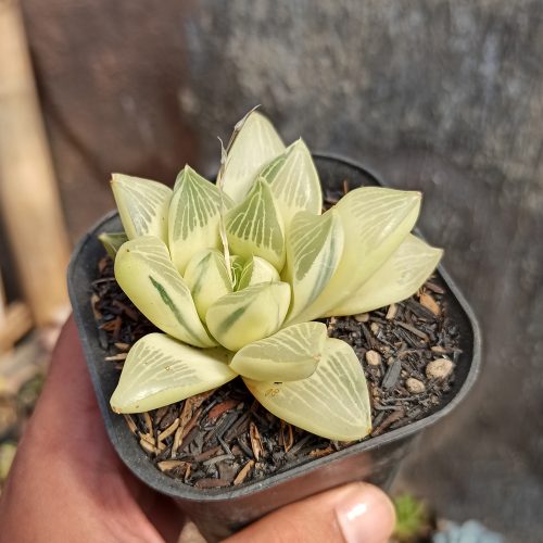 Haworthia Retusa Aurea Variegated, real gallery image #3 plants. Picture taken directly from kaktus.id community Haworthia farmer green houses.