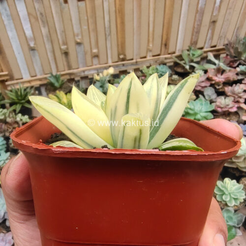 Haworthia Retusa Aurea Variegated, real gallery image #11 plants. Picture taken directly from kaktus.id community Haworthia farmer green houses.