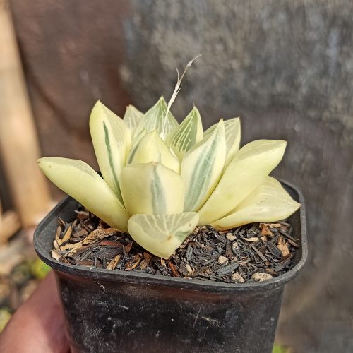 Haworthia Retusa Aurea Variegated, real gallery image #5 plants. Picture taken directly from kaktus.id community Haworthia farmer green houses.