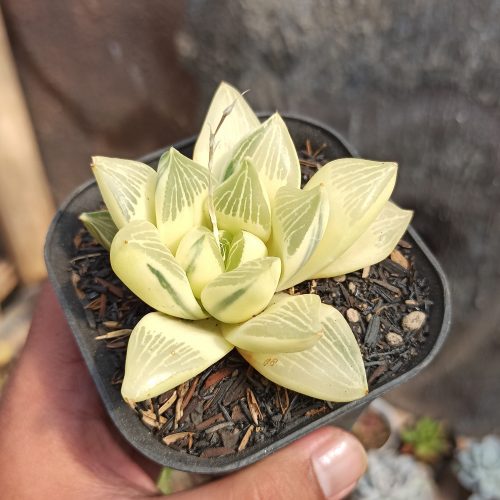 Haworthia Retusa Aurea Variegated, real gallery image #2 plants. Picture taken directly from kaktus.id community Haworthia farmer green houses.