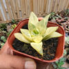 Haworthia Retusa Aurea Variegated, real gallery image #12 plants. Picture taken directly from kaktus.id community Haworthia farmer green houses.