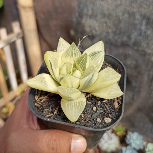 Haworthia Retusa Aurea Variegated, real gallery image #6 plants. Picture taken directly from kaktus.id community Haworthia farmer green houses.