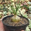 Albuca Humilis, real gallery image #5 plants. Picture taken directly from kaktus.id community Albuca farmer green houses.