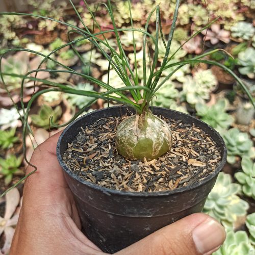 Albuca Humilis, real gallery image #1 plants. Picture taken directly from kaktus.id community Albuca farmer green houses.