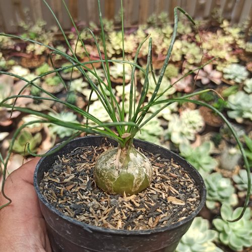 Albuca Humilis, real gallery image #2 plants. Picture taken directly from kaktus.id community Albuca farmer green houses.
