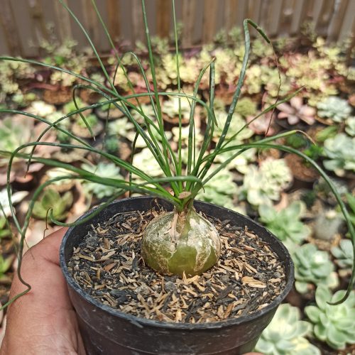 Albuca Humilis, real gallery image #3 plants. Picture taken directly from kaktus.id community Albuca farmer green houses.