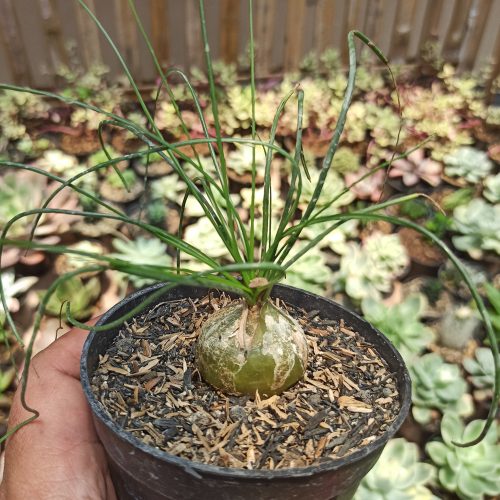 Albuca Humilis, real gallery image #4 plants. Picture taken directly from kaktus.id community Albuca farmer green houses.