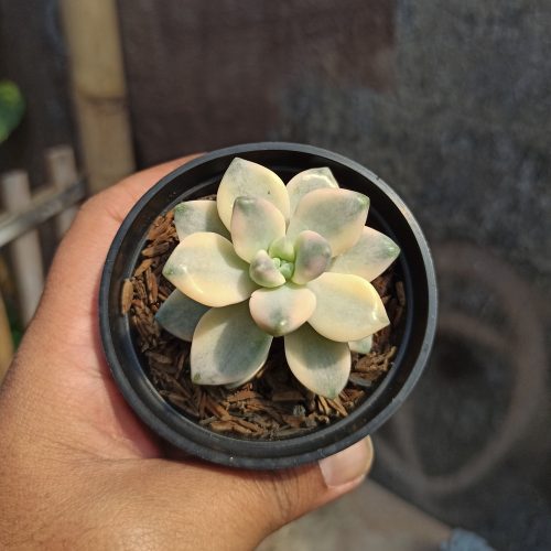 Graptopetalum Mendozae Variegated, real gallery image #5 plants. Picture taken directly from kaktus.id community Graptopetalum farmer green houses.