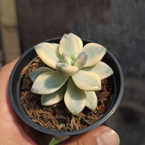 Graptopetalum Mendozae Variegated, real gallery image #2 plants. Picture taken directly from kaktus.id community Graptopetalum farmer green houses.