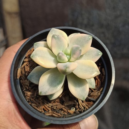 Graptopetalum Mendozae Variegated, real gallery image #1 plants. Picture taken directly from kaktus.id community Graptopetalum farmer green houses.
