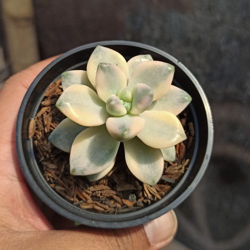 Graptopetalum Mendozae Variegated, real gallery image #4 plants. Picture taken directly from kaktus.id community Graptopetalum farmer green houses.