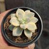 Graptopetalum Mendozae Variegated, real gallery image #3 plants. Picture taken directly from kaktus.id community Graptopetalum farmer green houses.