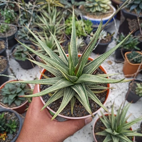 Haworthia Longiana Variegated Big Size 20 Cm, real gallery image #3 plants. Picture taken directly from kaktus.id community Haworthia farmer green houses.