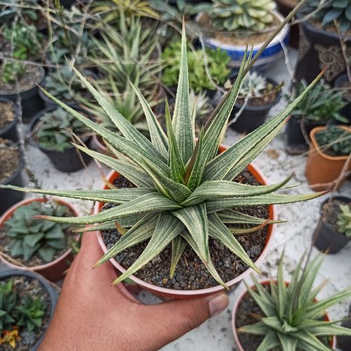 Haworthia Longiana Variegated Big Size 20 Cm, real gallery image #4 plants. Picture taken directly from kaktus.id community Haworthia farmer green houses.