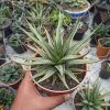 Haworthia Longiana Variegated Big Size 20 Cm, real gallery image #1 plants. Picture taken directly from kaktus.id community Haworthia farmer green houses.