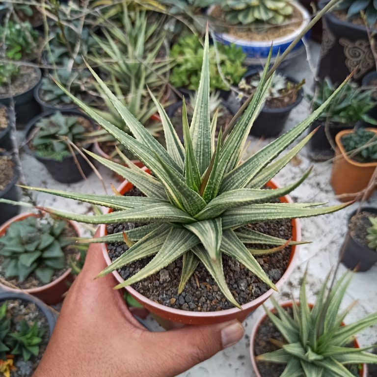 411. Haworthia Longiana Variegated Big Size 20 Cm ( Appendix II – Special Permit Needed* )