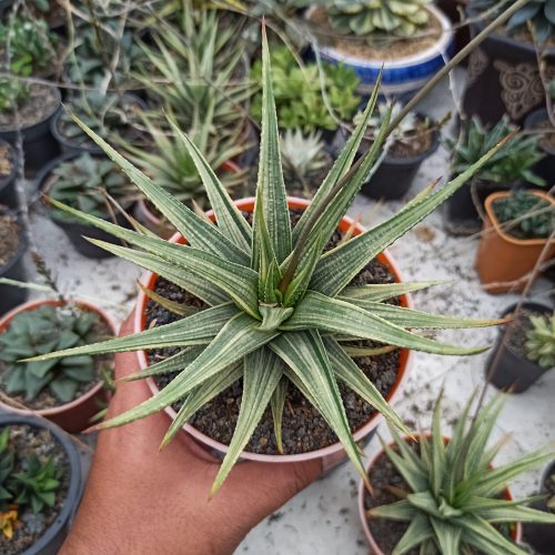 Haworthia Longiana Variegated Big Size 20 Cm, real gallery image #2 plants. Picture taken directly from kaktus.id community Haworthia farmer green houses.