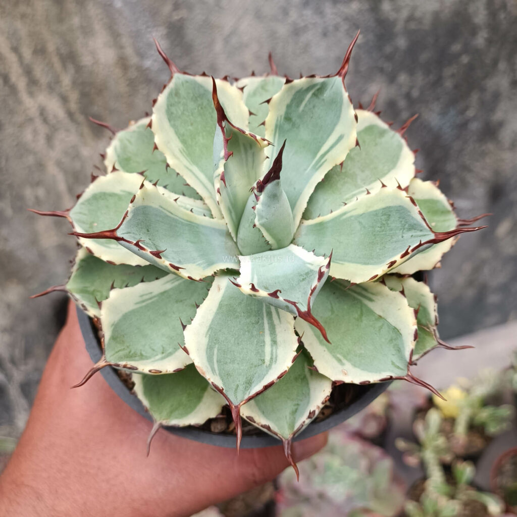 kaktus.id