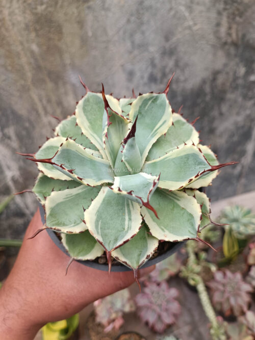 Agave Potatorum CV. Kichijokan, real gallery image #2 plants. Picture taken directly from kaktus.id community Agave farmer green houses.