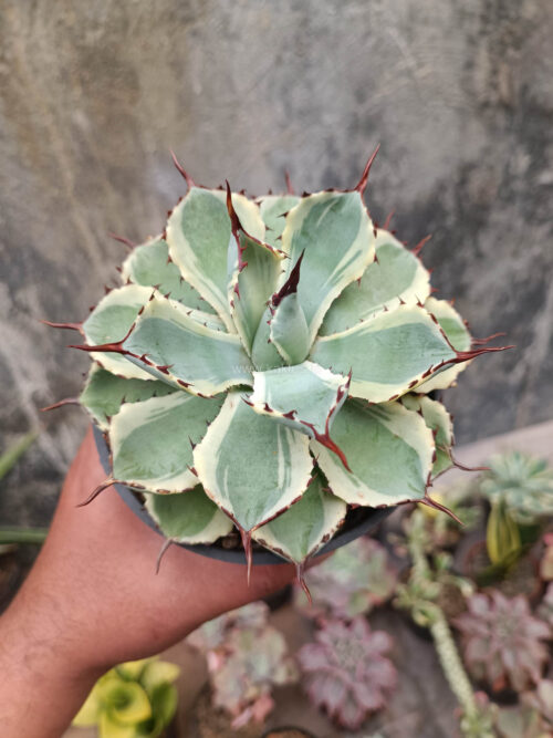 Agave Potatorum CV. Kichijokan, real gallery image #3 plants. Picture taken directly from kaktus.id community Agave farmer green houses.