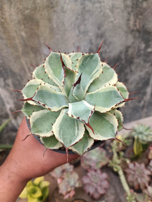 Agave Potatorum CV. Kichijokan, real gallery image #4 plants. Picture taken directly from kaktus.id community Agave farmer green houses.