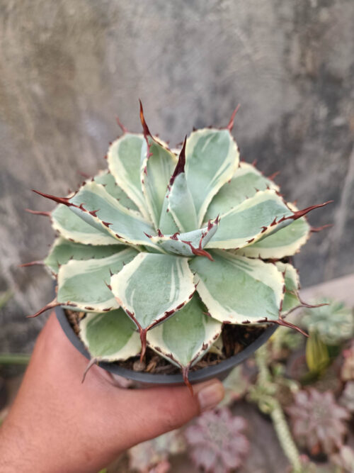 Agave Potatorum CV. Kichijokan, real gallery image #5 plants. Picture taken directly from kaktus.id community Agave farmer green houses.