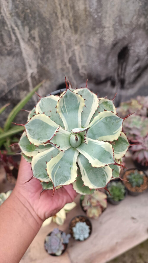 Agave Potatorum CV. Kichijokan, real gallery image #6 plants. Picture taken directly from kaktus.id community Agave farmer green houses.