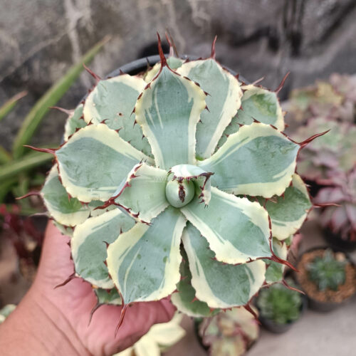 Agave Potatorum CV. Kichijokan, real gallery image #7 plants. Picture taken directly from kaktus.id community Agave farmer green houses.