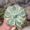 Agave Potatorum CV. Kichijokan, real feature image plant. Picture taken directly from kaktus.id community Agave farmer green houses.