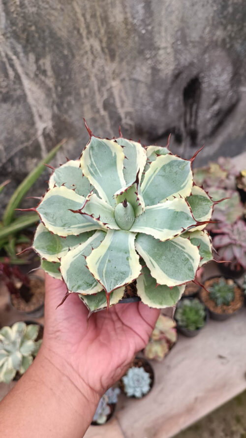 Agave Potatorum CV. Kichijokan, real gallery image #8 plants. Picture taken directly from kaktus.id community Agave farmer green houses.