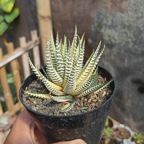 Haworthia Fasciata Variegated, real gallery image #5 plants. Picture taken directly from kaktus.id community Haworthia farmer green houses.