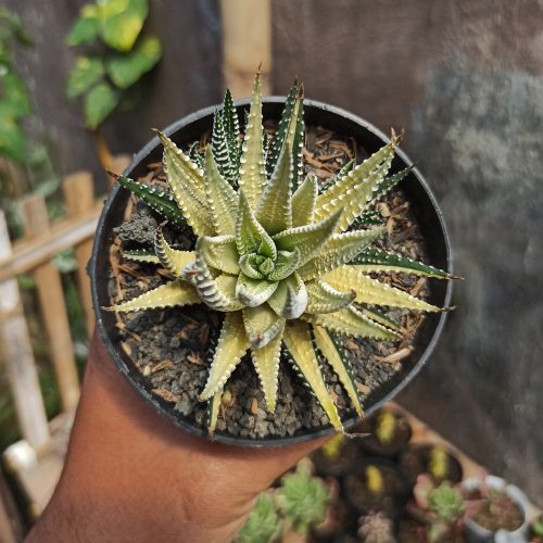Haworthia Fasciata Variegated, real gallery image #8 plants. Picture taken directly from kaktus.id community Haworthia farmer green houses.