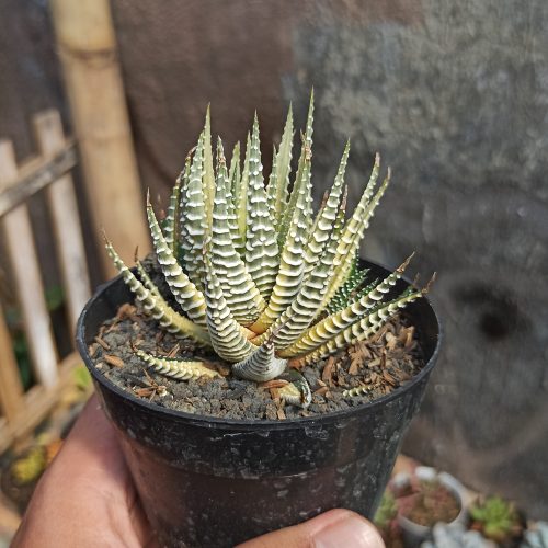 Haworthia Fasciata Variegated, real gallery image #3 plants. Picture taken directly from kaktus.id community Haworthia farmer green houses.