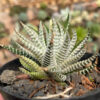 Haworthia Fasciata Variegated, real gallery image #4 plants. Picture taken directly from kaktus.id community Haworthia farmer green houses.