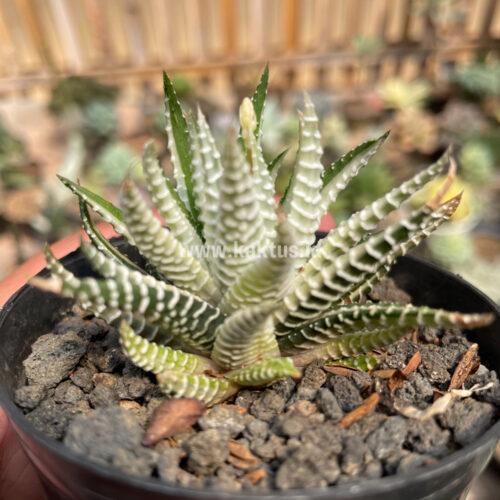 Haworthia Fasciata Variegated, real gallery image #2 plants. Picture taken directly from kaktus.id community Haworthia farmer green houses.