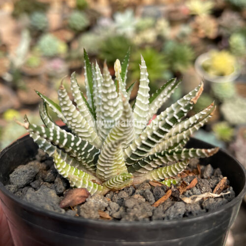 Haworthia Fasciata Variegated, real gallery image #6 plants. Picture taken directly from kaktus.id community Haworthia farmer green houses.