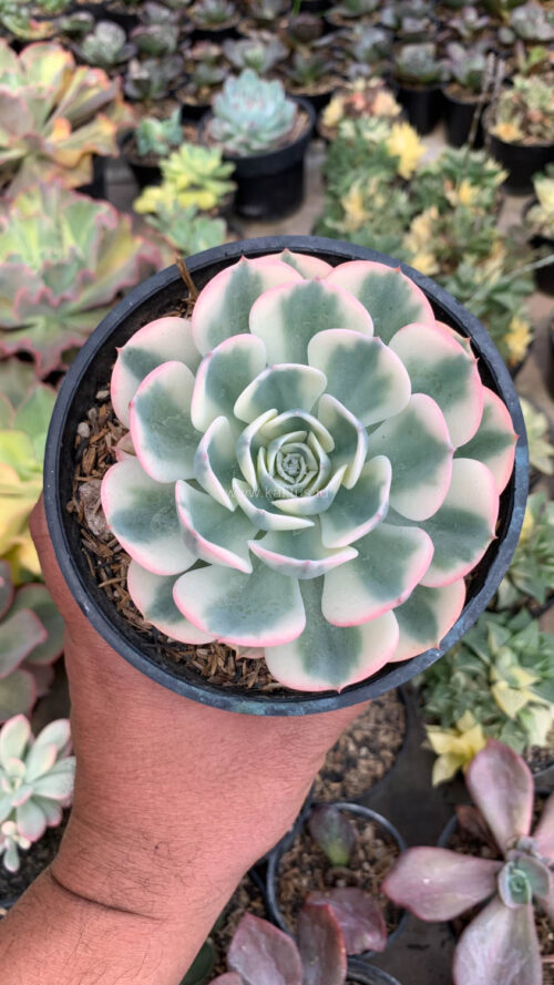 Echeveria Compton Carousel Variegated, real gallery image #2 plants. Picture taken directly from kaktus.id community Echeveria farmer green houses.