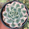 Echeveria Compton Carousel Variegated, real feature image plant. Picture taken directly from kaktus.id community Echeveria farmer green houses.