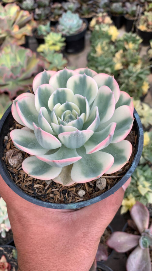 Echeveria Compton Carousel Variegated, real gallery image #3 plants. Picture taken directly from kaktus.id community Echeveria farmer green houses.