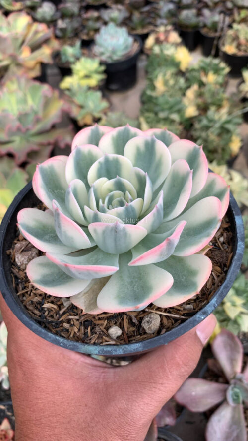 Echeveria Compton Carousel Variegated, real gallery image #1 plants. Picture taken directly from kaktus.id community Echeveria farmer green houses.