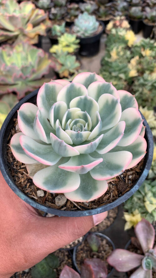 Echeveria Compton Carousel Variegated, real gallery image #4 plants. Picture taken directly from kaktus.id community Echeveria farmer green houses.