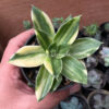 Echeveria Agavoides Rubella Variegated, real gallery image #6 plants. Picture taken directly from kaktus.id community Echeveria farmer green houses.