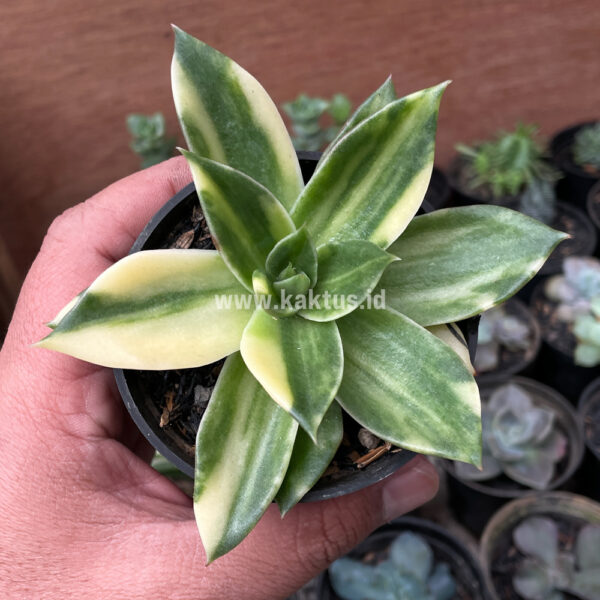 415. Echeveria Agavoides Rubella Variegated