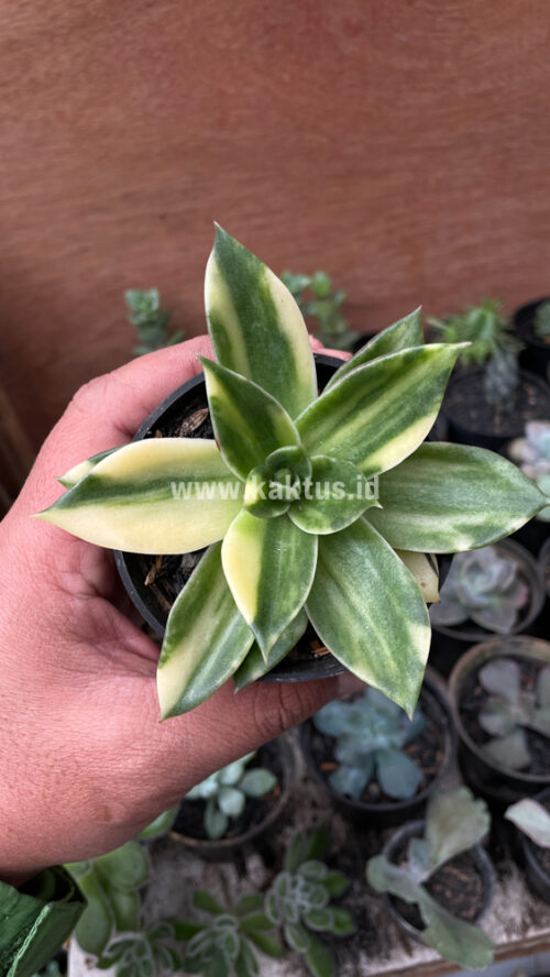 Echeveria Agavoides Rubella Variegated, real gallery image #5 plants. Picture taken directly from kaktus.id community Echeveria farmer green houses.